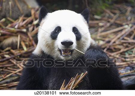 China, Sichuan, Giant panda, close up View Large Photo Image Stock Image - China, Sichuan, Giant panda, close up. Fotosearch
