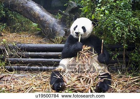 China, Sichuan, Giant panda eating bamboo View Large Photo Image Picture - China, Sichuan, Giant panda eating bamboo. Fotosearch