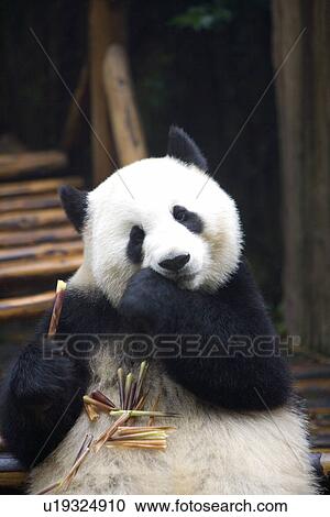 Stock Image - China, Sichuan, Giant panda eating bamboo. Fotosearch