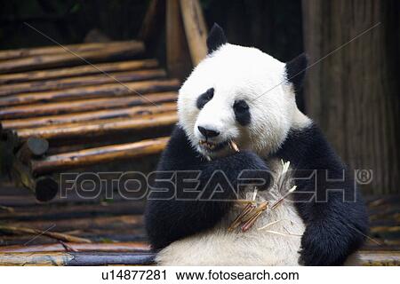 China, Sichuan, Giant panda View Large Photo Image Stock Image - China, Sichuan, Giant panda. Fotosearch