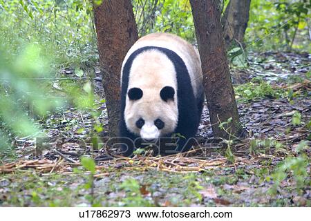 Stock Image - China, Sichuan, Giant panda. Fotosearch
