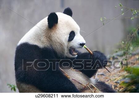 China, Sichuan, Giant panda View Large Photo Image Stock Image - China, Sichuan, Giant panda. Fotosearch