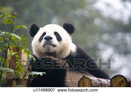 China, Sichuan, Giant panda View Large Photo Image Stock Photo - China, Sichuan, Giant panda. Fotosearch