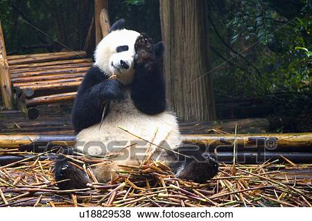 Stock Photo - China, Sichuan, Giant panda. Fotosearch