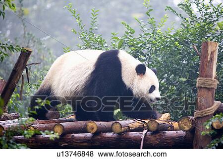 China, Sichuan, Giant panda walking on logs View Large Photo Image Stock Photo - China, Sichuan, Giant panda walking on logs. Fotosearch