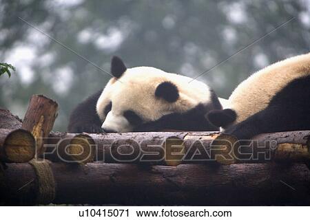 Stock Image - China, Sichuan, Giant pandas. Fotosearch