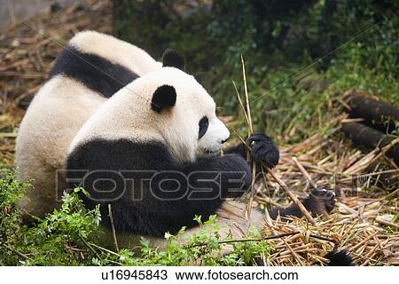 Stock Image - China, Sichuan, Giant pandas. Fotosearch