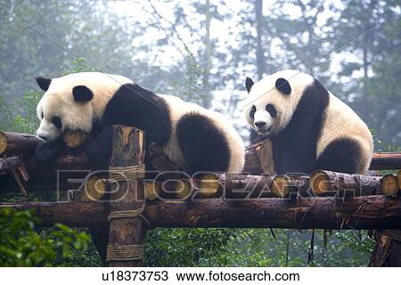 China, Sichuan, Giant pandas View Large Photo Image Stock Image - China, Sichuan, Giant pandas. Fotosearch