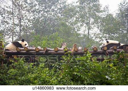 China, Sichuan, Two giant pandas on bridge made of logs View Large Photo Image Stock Image - China, Sichuan, Two giant pandas on bridge made of logs. Fotosearch