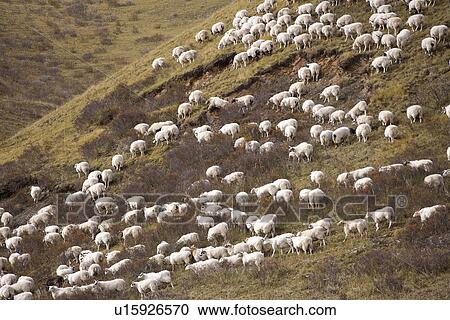Stock Image - China, Sichuan, First Bay Of The Winding Yellow River, Flock Of Sheep. Fotosearch