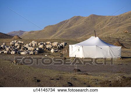 Picture - China, Sichuan, Ruoergai Grassland, Flock Of Sheep and Tent. Fotosearch