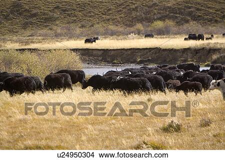 China, Sichuan, Ruoergai Grassland, Cattle View Large Photo Image Picture - China, Sichuan, Ruoergai Grassland, Cattle. Fotosearch