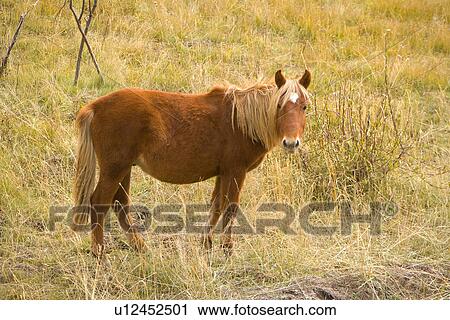 Stock Image - China, Sichuan, Ruoergai Grassland. Fotosearch