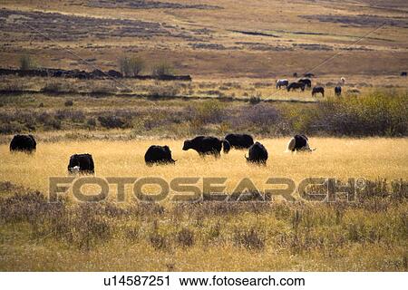 China, Sichuan, Ruoergai Grassland, cattle View Large Photo Image Stock Image - China, Sichuan, Ruoergai Grassland, cattle. Fotosearch