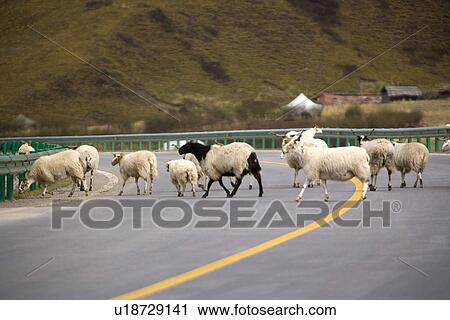 Stock Image - China, Sichuan, Ruoergai Grassland, Herds of sheep's walking across road. Fotosearch
