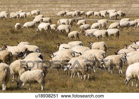 Stock Image - China, Sichuan, Ruoergai Grassland, Flock Of Sheep. Fotosearch