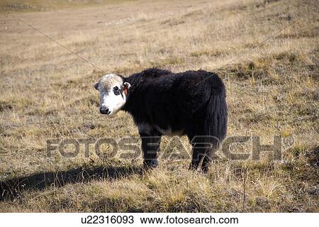 China, Sichuan, Ruoergai Grassland View Large Photo Image Stock Image - China, Sichuan, Ruoergai Grassland. Fotosearch