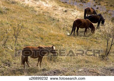 Stock Image - China, Sichuan, Ruoergai Grassland. Fotosearch