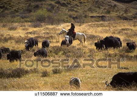 Stock Photo - China, Sichuan, Ruoergai Grassland. Fotosearch