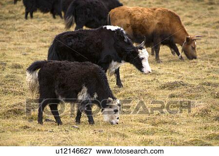 Stock Photo - China, Sichuan, Ruoergai Grassland, Cattle. Fotosearch