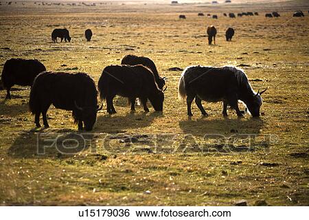 Stock Photograph - China, Sichuan, Ruoergai Grassland, cattle. Fotosearch