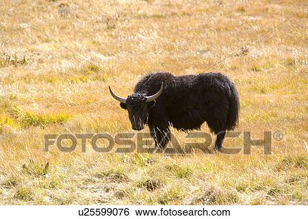 Stock Photograph - China, Sichuan, Ruoergai Grassland. Fotosearch