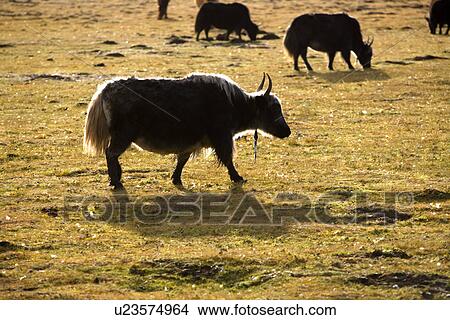 Picture - China, Sichuan, Ruoergai Grassland, Yaks. Fotosearch