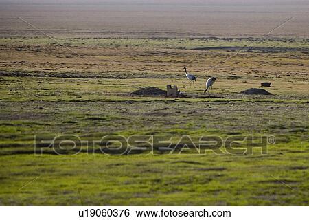 Stock Photograph - China, Sichuan, Two cranes in Ruoergai Grassland. Fotosearch