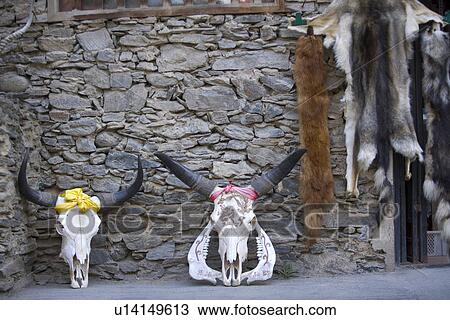 Animal skulls and animal skins View Large Photo Image Stock Image - Animal skulls and animal skins. Fotosearch