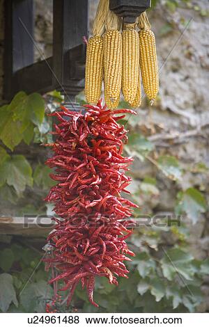 China, Sichuan Province, Bunch of chili peppers and sweetcorns View Large Photo Image Stock Photo - China, Sichuan Province, Bunch of chili peppers and sweetcorns. Fotosearch
