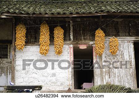 China, Sichuan Province, Bunches of sweetcorns hanging in front of doorway View Large Photo Image Picture - China, Sichuan Province, Bunches of sweetcorns hanging in front of doorway. Fotosearch