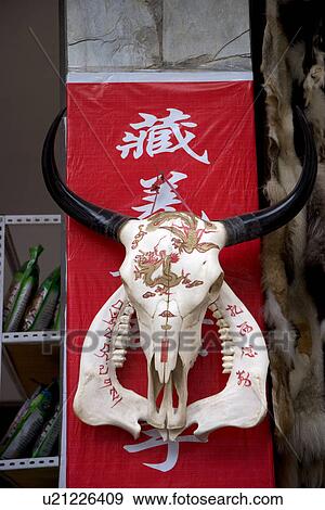 China, Sichuan Province, close up of animal skull View Large Photo Image Stock Photo - China, Sichuan Province, close up of animal skull. Fotosearch