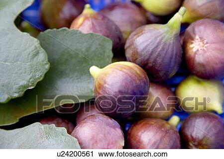 China, Sichuan Province, figs View Large Photo Image Stock Image - China, Sichuan Province, figs. Fotosearch