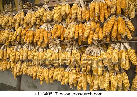 Stock Photo - China, Sichuan Province, Jiuzhaigou, Bunches of sweetcorns. Fotosearch