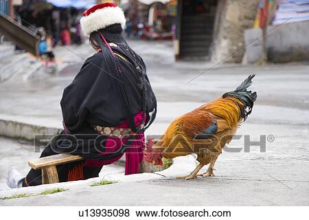 China, Sichuan Province, Jiuzhaigou, one person and chicken View Large Photo Image Stock Photo - China, Sichuan Province, Jiuzhaigou, one person and chicken. Fotosearch