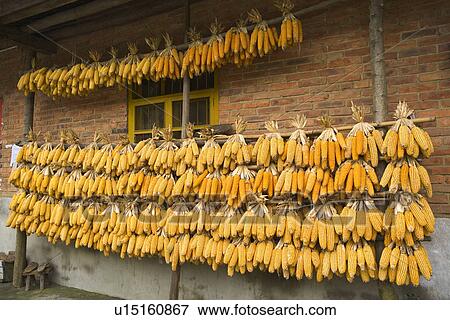 China, Sichuan Province, Jiuzhaigou, Bunches of sweetcorns hanging on wall View Large Photo Image Stock Photo - China, Sichuan Province, Jiuzhaigou, Bunches of sweetcorns hanging on wall. Fotosearch