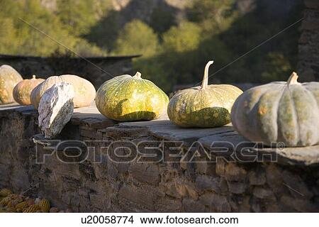China, Sichuan Province, Taoping Qiang Village, pumpkins View Large Photo Image Picture - China, Sichuan Province, Taoping Qiang Village, pumpkins. Fotosearch