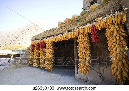 Stock Image - China, Sichuan Province, Taoping Qiang Village, Bunches of sweetcorns hanging on eaves. Fotosearch