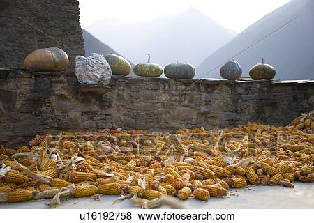 China, Sichuan Province, Taoping Qiang Village, Sweetcorns and pumpkins View Large Photo Image Stock Photo - China, Sichuan Province, Taoping Qiang Village, Sweetcorns and pumpkins. Fotosearch