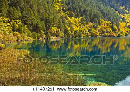 Stock Image - China, Sichuan Province, Nine Village Valley, pond with autumn foliage. Fotosearch