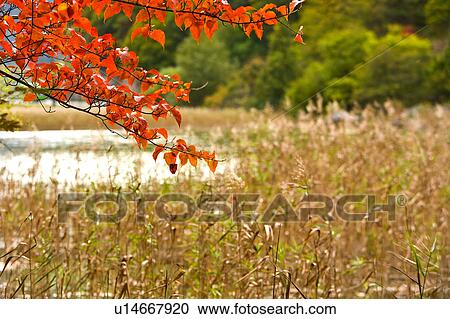 Stock Image - China, Sichuan Province, Nine Village Valley, Reed Lake. Fotosearch