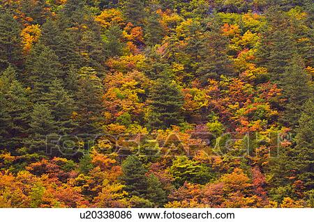 Stock Photograph - China, Sichuan Province, Nine Village Valley, forest. Fotosearch