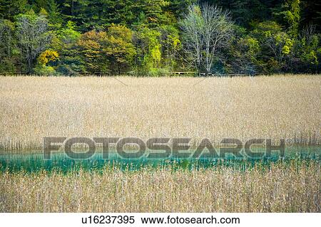 China, South Central China, Sichuan Province, Jiuzhaigou, Reed Lake View Large Photo Image Stock Photography - China, South Central China, Sichuan Province, Jiuzhaigou, Reed Lake. Fotosearch
