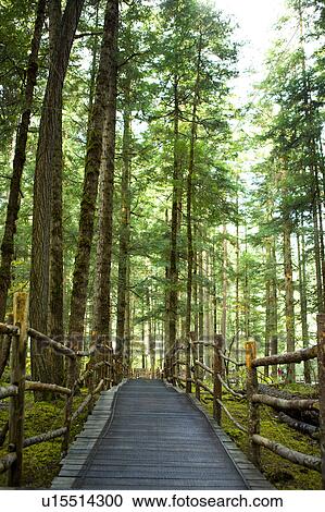 Stock Image - China, Sichuan Province, Nine Village Valley, Primeval Forest. Fotosearch