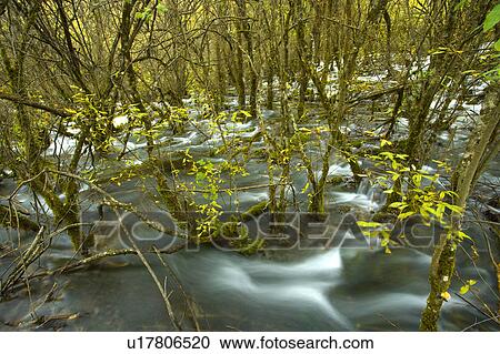 Stock Image - China, Sichuan Province, Nine Village Valley, Arrow Bamboo Lake. Fotosearch