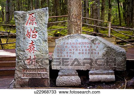 Stock Image - China, Sichuan Province, Nine Village Valley, Primeval Forest. Fotosearch