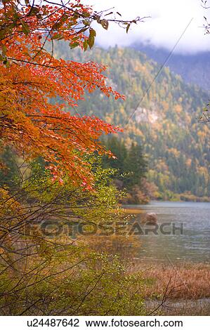 Stock Image - China, Sichuan Province, Nine Village Valley, Arrow Bamboo Lake. Fotosearch