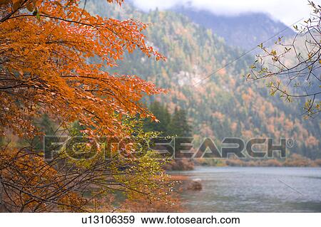 China, Sichuan Province, Nine Village Valley, Maple Leaves View Large Photo Image Stock Photo - China, Sichuan Province, Nine Village Valley, Maple Leaves. Fotosearch