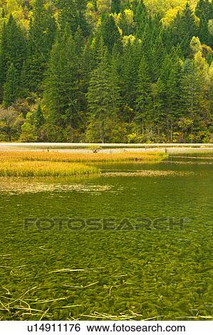 China, Sichuan Province, Nine Village Valley, Grass Lake View Large Photo Image Stock Photograph - China, Sichuan Province, Nine Village Valley, Grass Lake. Fotosearch