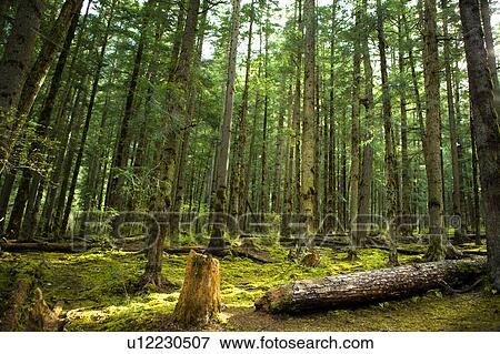 China, South Central China, Sichuan Province, Jiuzhaigou, Primeval Forest View Large Photo Image Stock Photo - China, South Central China, Sichuan Province, Jiuzhaigou, Primeval Forest. Fotosearch